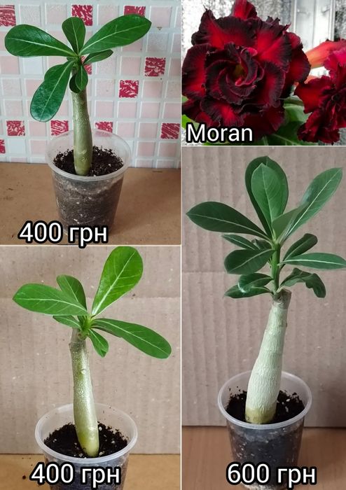 Адениум белый махровый Snow White