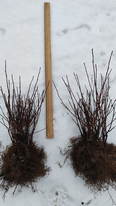 Пухироплідник калинолистий " Діаболо "