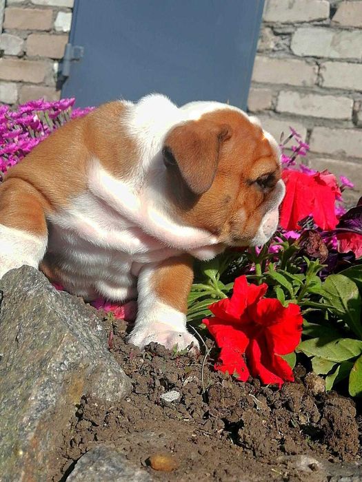 Вязка английский бульдог