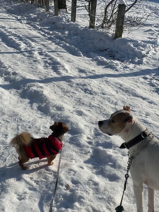 Вʼязка собаки  Рівне