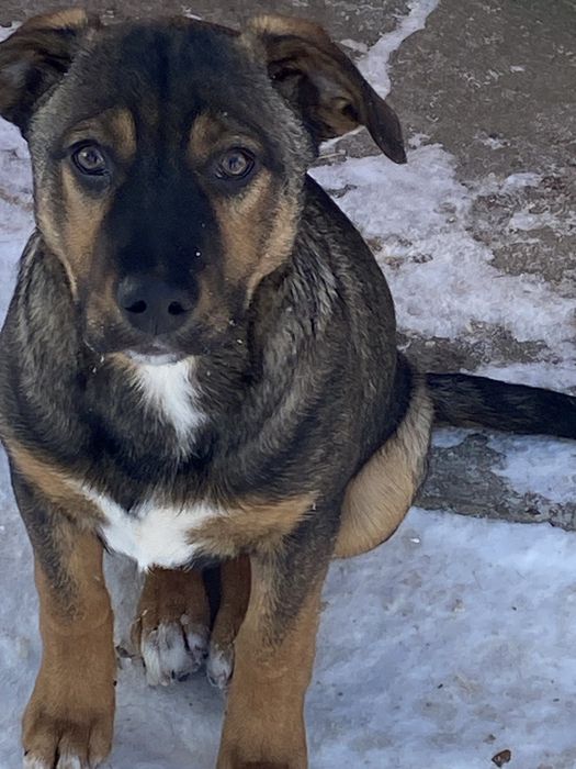 Прилаштовуються цуцики