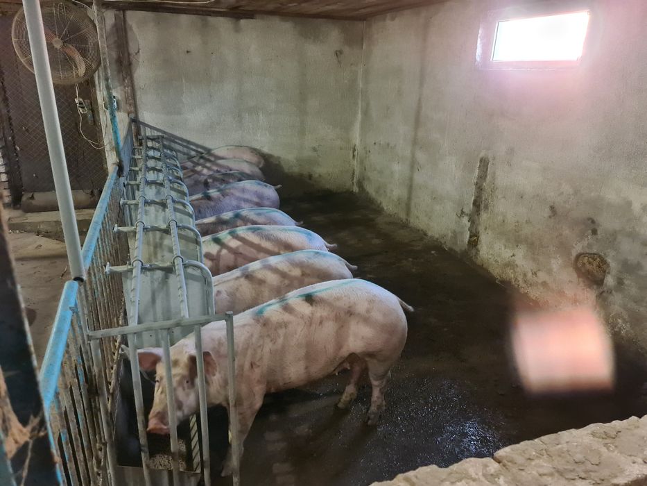 Годівниці для свиней