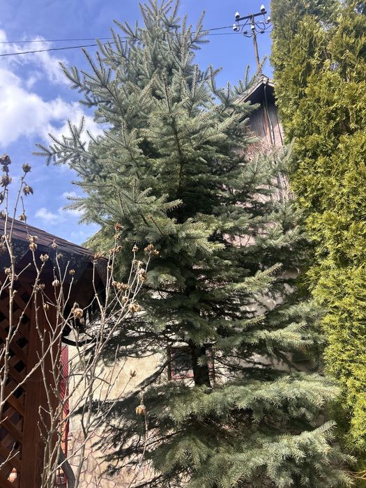 Голуба ялинка. Самовивіз