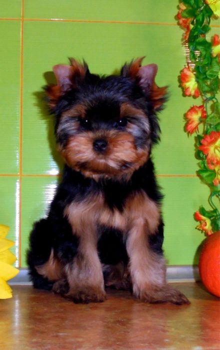 Йоршерский щеночек