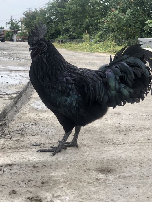 Інкубаційне яйце Аям Цемані. Півень Аям Цемані. Когут.