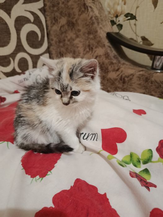 Віддам кішку у гарні руки порода обична місто прилуки