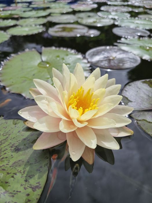 Plantas de lago Nenúfares