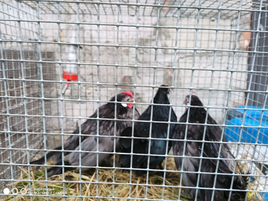 Bantamka parka i kogucik