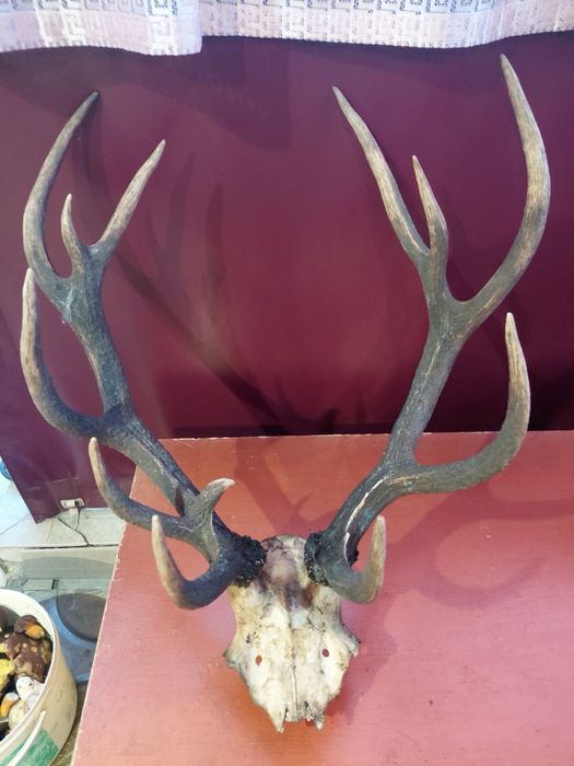 Роги з справжнього оленя