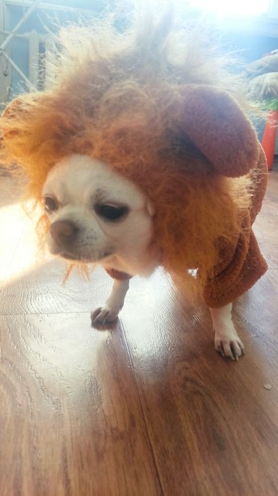 Комбез для маленькой собаки