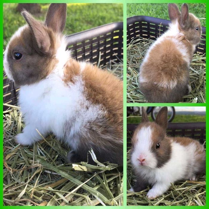 KIT Coelhos anões , grande variedade de cores e raças