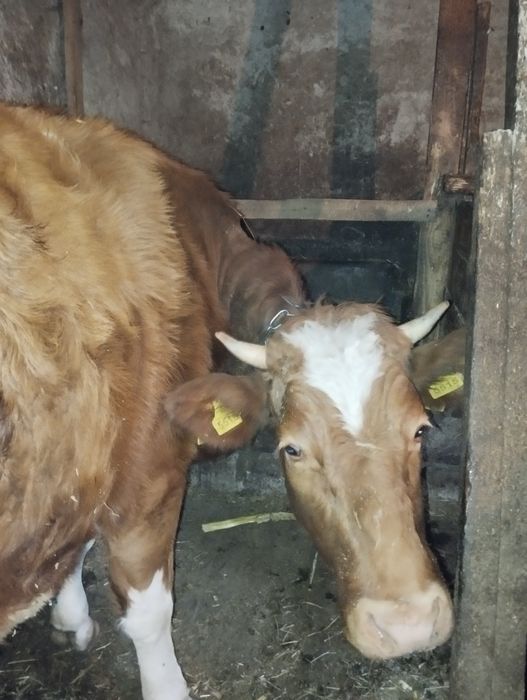 Продається тільна телиця