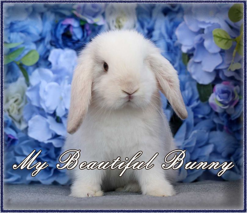 Piękny Królik Mini Lop - Rhon