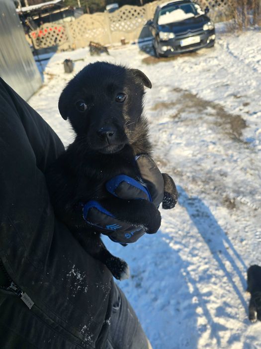 Pieski w dobre ręce oddam