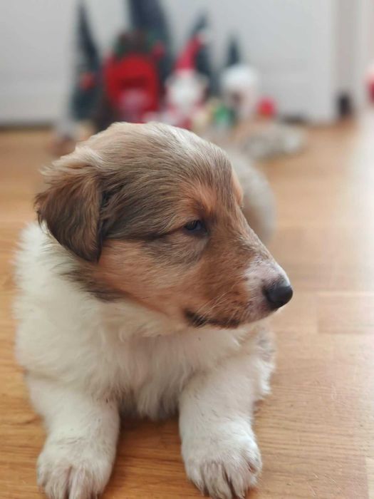 Szczeniak Owczarek Szkocki Colie