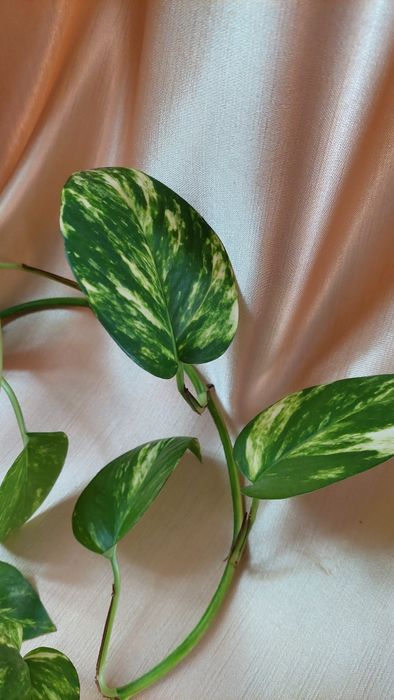 Плющ сциндапсус, епiпремнум Marble queen gold