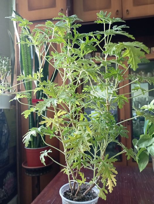 Герань лікувальна (духмяна)