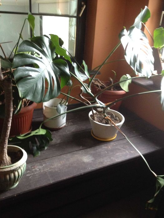 kwiaty doniczkowe monstery