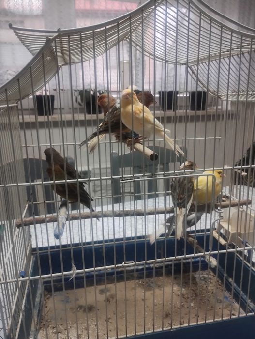 Sprzedam kanarki samice