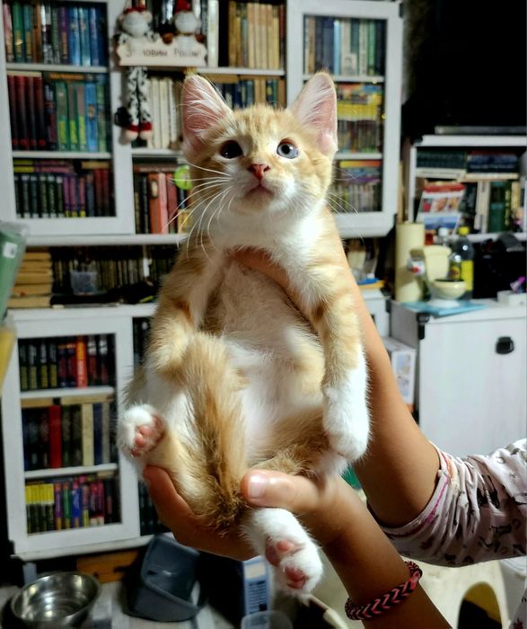 Двух кольоровий хлопчип