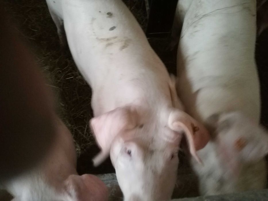 Maciora loszki loszki