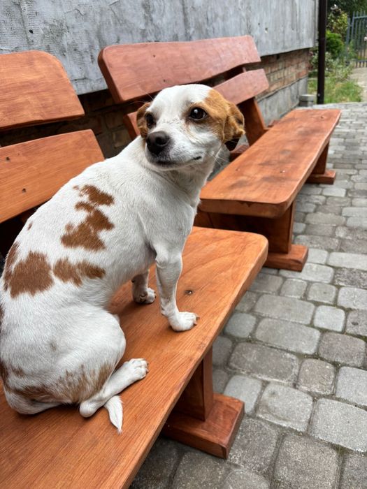 Ławka do ogrodu, biesiadna, na taras