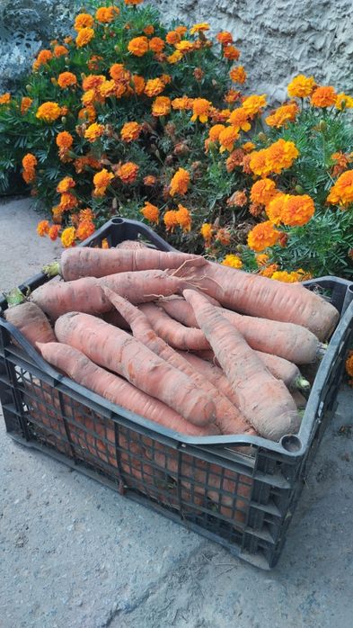 Продам моркву (морковка)