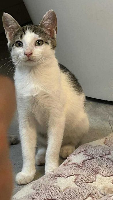 Adopcja Tulipaś czeka