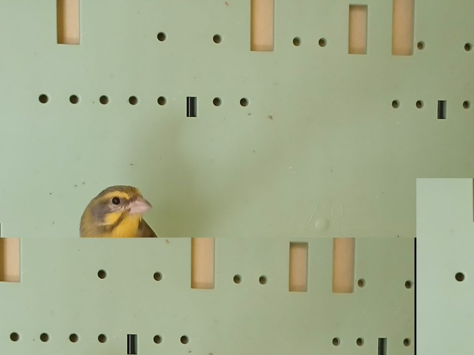 Bastardy po mozambiku