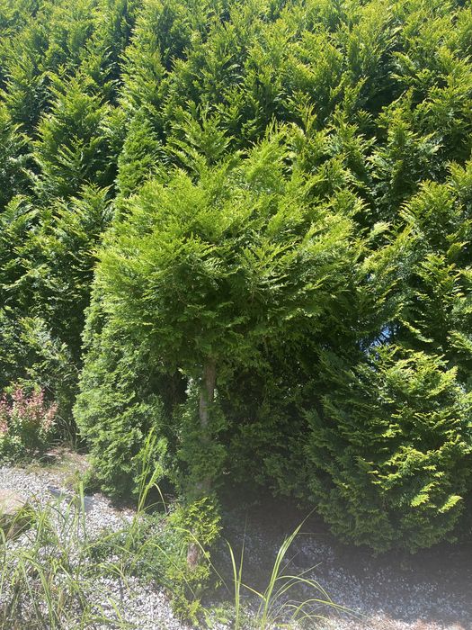 Tuje ( szmaragd i kurnik na pniu )