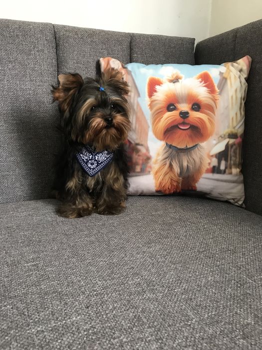 Милі цуценята-йорченята