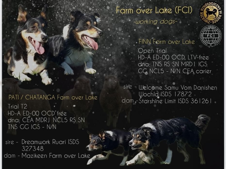 Suczka Border collie krótkowłosa ZKwP FCI