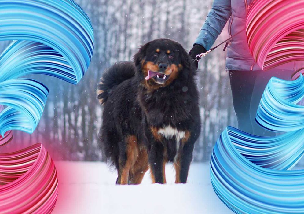 Wilczarz Buriacko Mongolski nie Mastif