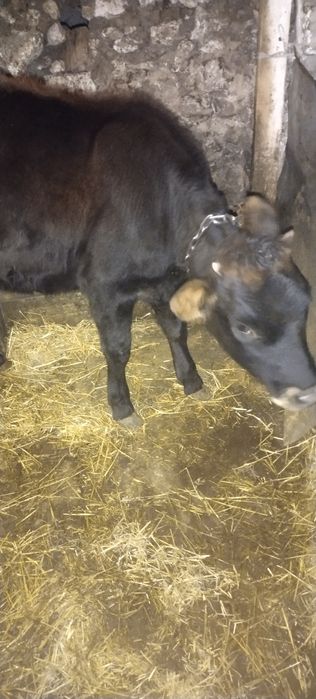 Продам теличку 7 місяць