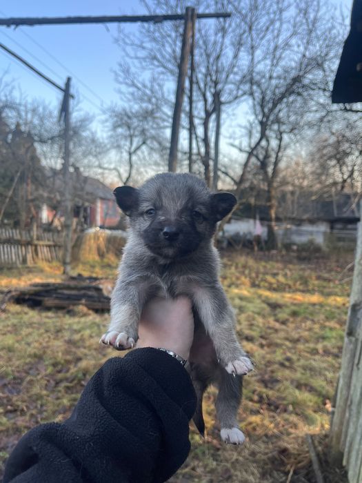 Щеня у добрі руки