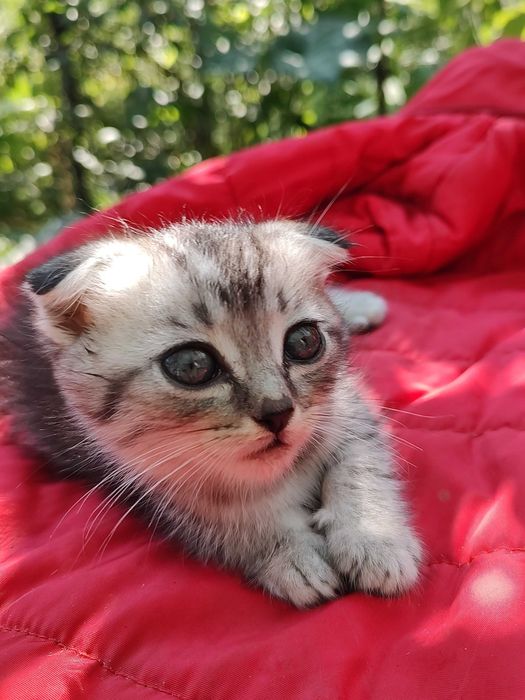 Кошеня шотландське, кішечка висловушка