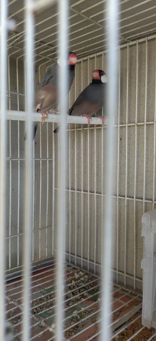 Pardal de Java ou troco.