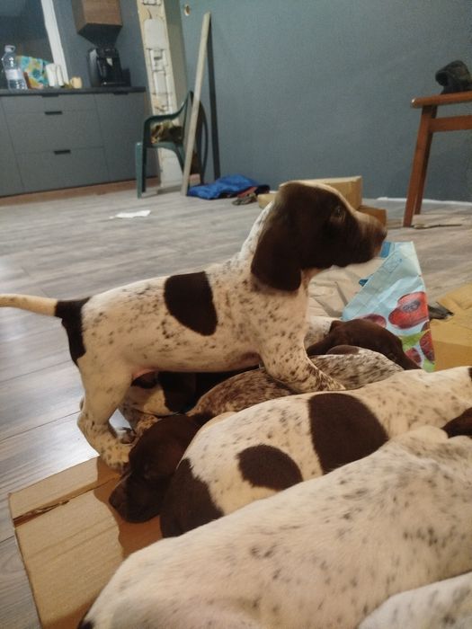 Wyżeł niemiecki krótkowłosy pies