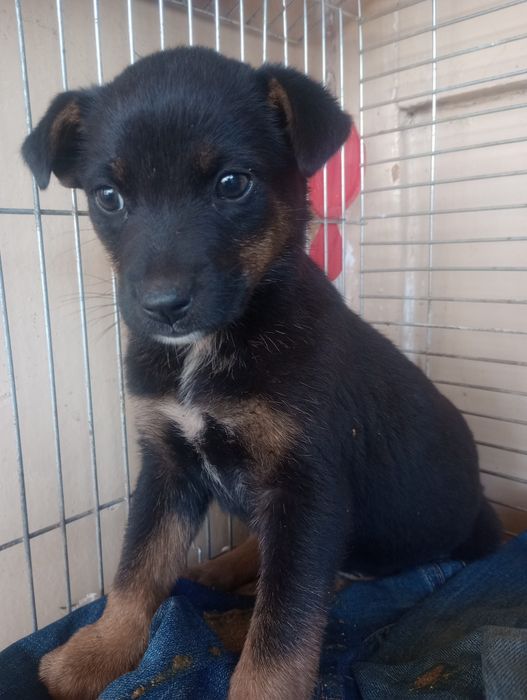 Щенок спасённый с мусорки уже стерилизована
