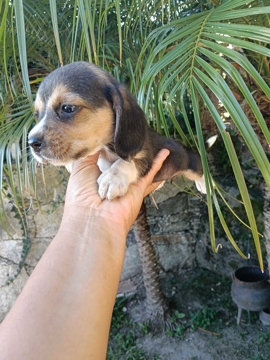 Beagle fêmea poket( pequena)