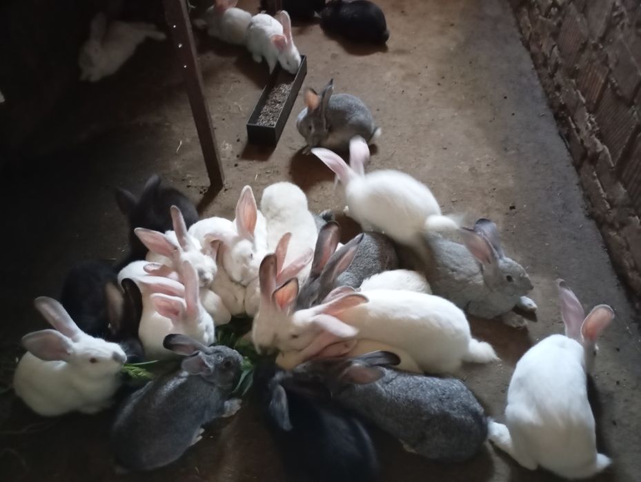 Продам кролів.  )