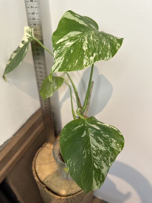 Монстера Monsters deliciosa 'Albo Variegata