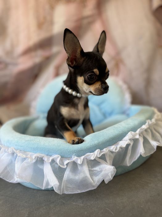 Chihuahua chlopczyk  do odbioru
