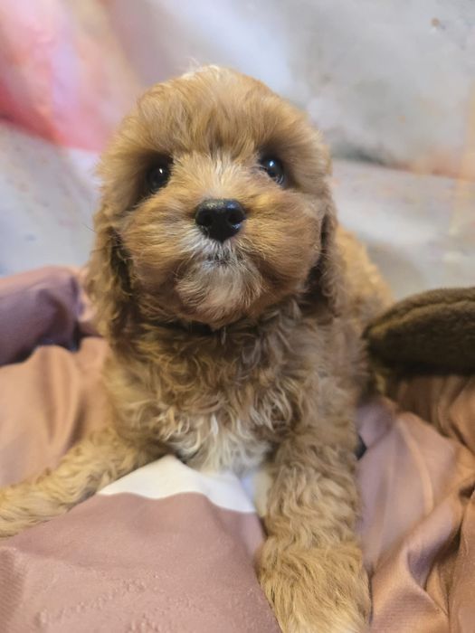 Cavapoo wyjątkowy chłopiec
