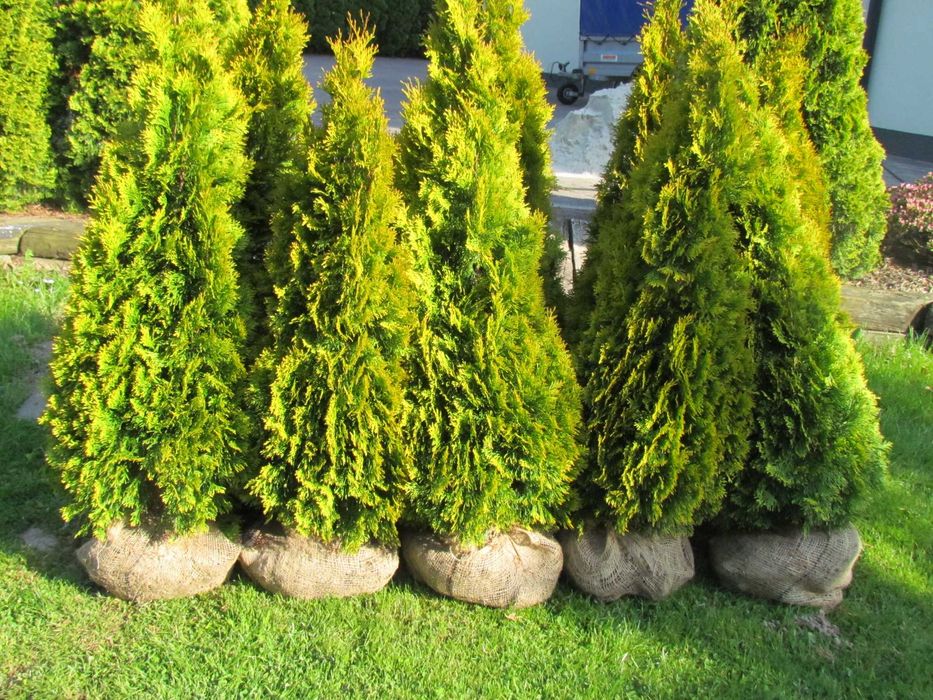 Tuja Szmaragd Gold , Janed Gold 110-150cm    PIĘKNE , Duży wybór