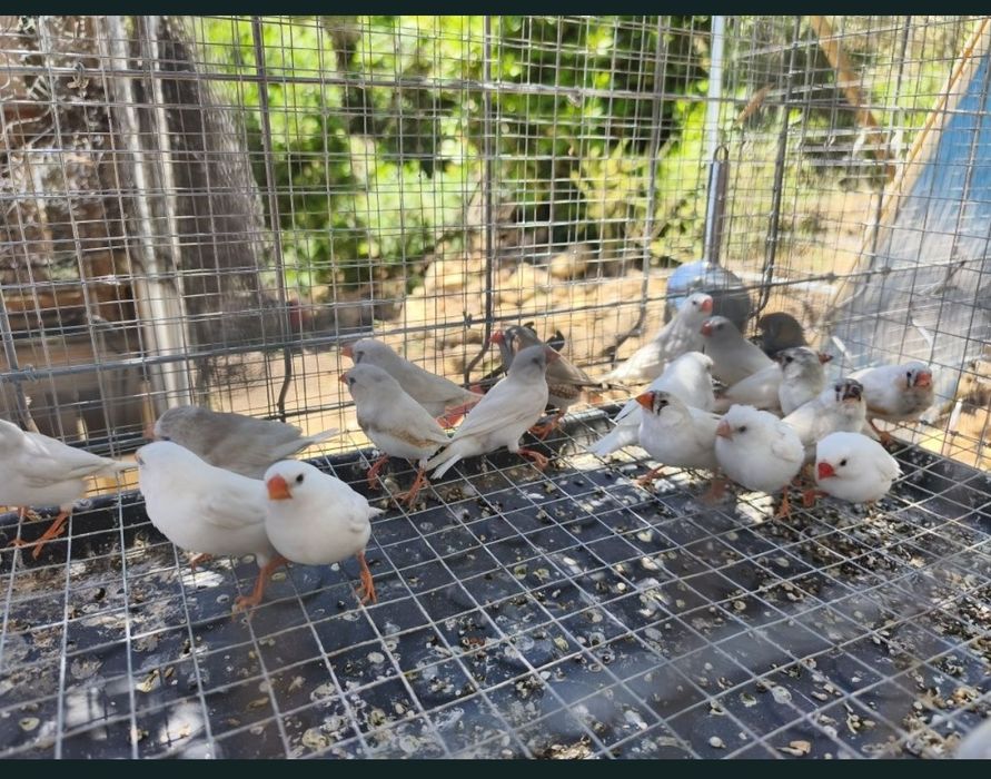 Aves exóticas de pequeno porte