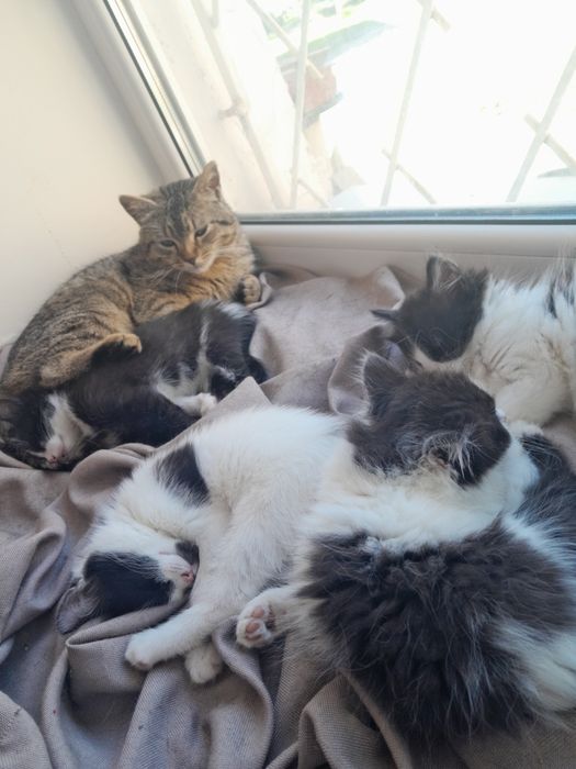 Подарю игривых котят,в добрые и хорошие руки