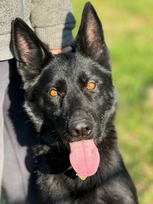 бесплатно овчарка, метис овчарки