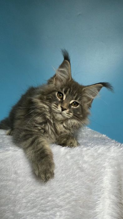 Девочка Мейн-кун,  голубой мрамор