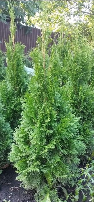 Туя Смарагд 1.2м